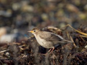 Pastor roseus - Rose-coloured Starling - Rosenstare