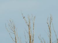 Pastor roseus male Jandara Lake, Kvemo Kartli, Georgia 20180429_0457