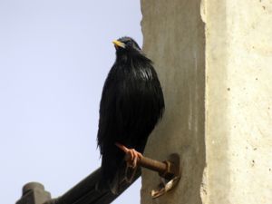 Sturnus unicolor - Spotless Starling - Svartstare