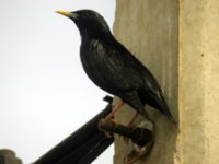 Sturnus unicolor ad male Massa bridge, Morocco 20060412 578