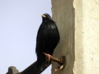 Sturnus unicolor ad male Massa bridge, Morocco 20060412 585