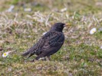 Sturnus vulgaris Fårhagen N delen, Bunkeflo strandängar, Malmö, Skåne, Sweden 20240430_0115