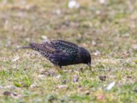 Sturnus vulgaris Fårhagen N delen, Bunkeflo strandängar, Malmö, Skåne, Sweden 20240430_0125