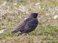 Sturnus vulgaris Fårhagen N delen, Bunkeflo strandängar, Malmö, Skåne, Sweden 20240430_0130