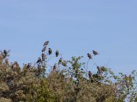 Sturnus vulgaris Luftkastellet, Lernacken, Malmö, Skåne, Sweden 20240720_0082