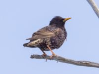 Sturnus vulgaris Terekudden, Bunkeflo strandängar, Malmö, Skåne, Sweden 20240511_0002