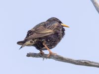 Sturnus vulgaris Terekudden, Bunkeflo strandängar, Malmö, Skåne, Sweden 20240511_0036