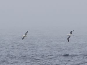 Morus bassanus - Northern Gannet - Havssula