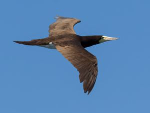 Sula leucogaster - Brown Booby - Brunsula