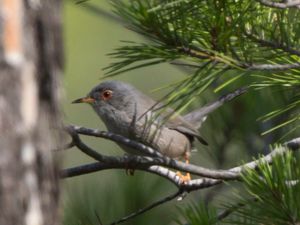 Curruca balearica - Balearic Warbler - Balearisk sångare