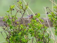 Curruca cantillans ad male Kärleksstigen, Skanör, Falsterbohalvön, Vellinge, Skåne, Sweden 20180501B_0020