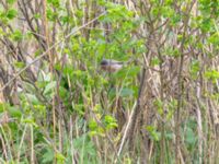 Curruca cantillans ad male Kärleksstigen, Skanör, Falsterbohalvön, Vellinge, Skåne, Sweden 20180501B_0030