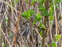 Curruca cantillans ad male Kärleksstigen, Skanör, Falsterbohalvön, Vellinge, Skåne, Sweden 20180501B_0035