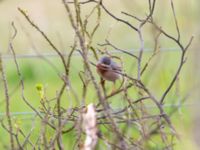 Curruca cantillans ad male Kärleksstigen, Skanör, Falsterbohalvön, Vellinge, Skåne, Sweden 20180501B_0051