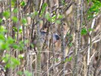 Curruca cantillans ad male Kärleksstigen, Skanör, Falsterbohalvön, Vellinge, Skåne, Sweden 20180501B_0118