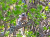 Curruca cantillans ad male Kärleksstigen, Skanör, Falsterbohalvön, Vellinge, Skåne, Sweden 20180501B_0129