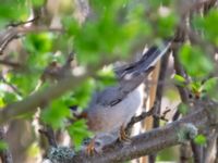 Curruca cantillans ad male Kärleksstigen, Skanör, Falsterbohalvön, Vellinge, Skåne, Sweden 20180501B_0133