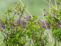 Curruca cantillans ad male Kärleksstigen, Skanör, Falsterbohalvön, Vellinge, Skåne, Sweden 20180501_0021