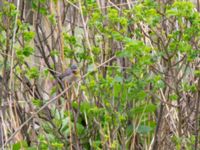 Curruca cantillans ad male Kärleksstigen, Skanör, Falsterbohalvön, Vellinge, Skåne, Sweden 20180501_0025