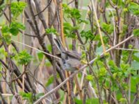 Curruca cantillans ad male Kärleksstigen, Skanör, Falsterbohalvön, Vellinge, Skåne, Sweden 20180501_0026