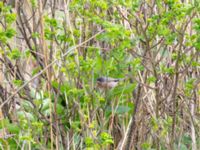 Curruca cantillans ad male Kärleksstigen, Skanör, Falsterbohalvön, Vellinge, Skåne, Sweden 20180501_0031