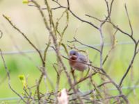 Curruca cantillans ad male Kärleksstigen, Skanör, Falsterbohalvön, Vellinge, Skåne, Sweden 20180501_0048