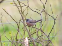 Curruca cantillans ad male Kärleksstigen, Skanör, Falsterbohalvön, Vellinge, Skåne, Sweden 20180501_0060