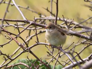 Curruca communis - Common Whitethroat - Törnsångare