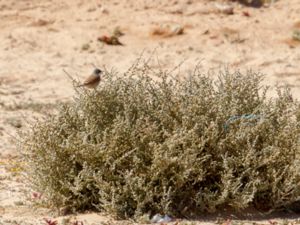 Curruca conspicillata - Spectacled Warbler - Glasögonsångare