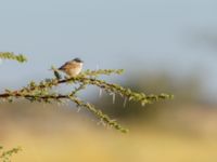 Curruca conspicillata Oued Jenna, Awsard Road, Western Sahara, Morocco 20180221_0068