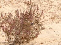 Curruca conspicillata male Café, Awsard Road, Western Sahara, Morocco 20180219_0082