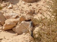 Curruca conspicillata male Café, Awsard Road, Western Sahara, Morocco 20180219_0087