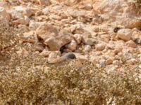 Curruca conspicillata male Café, Awsard Road, Western Sahara, Morocco 20180219_0096