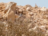 Curruca conspicillata male Café, Awsard Road, Western Sahara, Morocco 20180219_0099