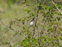 Curruca crassirostris crassirostris Valley 3.5 km NNE Lemshveniera, Kakheti, Georgia 20180429_0371