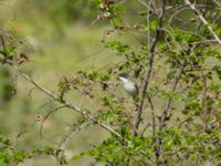 Curruca crassirostris crassirostris Valley 3.5 km NNE Lemshveniera, Kakheti, Georgia 20180429_0373