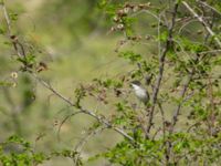 Curruca crassirostris crassirostris Valley 3.5 km NNE Lemshveniera, Kakheti, Georgia 20180429_0376