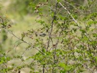 Curruca crassirostris crassirostris Valley 3.5 km NNE Lemshveniera, Kakheti, Georgia 20180429_0377