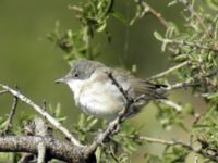 Sylvia crassirostris juv el female Skalochori, Lesvos, Greece 20050614 292