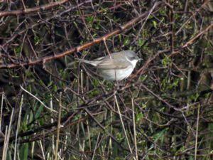 Curruca curruca - Lesser Whitethroat - Ärtsångare