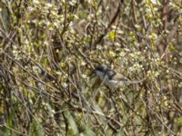 Curruca curruca Knösen, Falsterbohalvön, Vellinge, Skåne, Sweden 20170501_0091