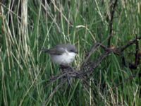 Curruca curruca Kullens fyr, Kullaberg, Höganäs, Skåne, Sweden 20050504 332