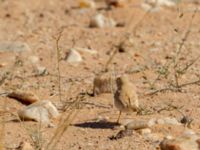 Curruca deserti Km 169, Awsard Road N3, Western Sahara, Morocco 20180221_0107