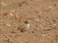 Curruca deserti Km 169, Awsard Road N3, Western Sahara, Morocco 20180221_0128