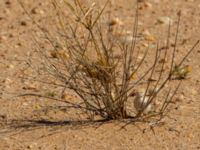 Curruca deserti Km 169, Awsard Road N3, Western Sahara, Morocco 20180221_0132