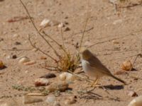 Curruca deserti Km 169, Awsard Road N3, Western Sahara, Morocco 20180221_0140