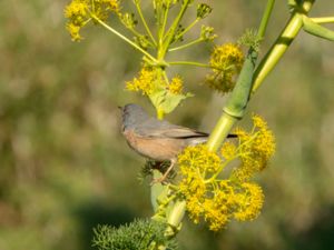 Curruca iberiae - Western Subalpine Warbler - Rostsångare