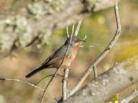 Curruca inornata male Oued Massa, Morocco 20180224_0144