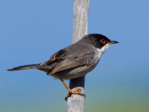 Curruca melanocephala - Sardinian Warbler - Sammetshätta