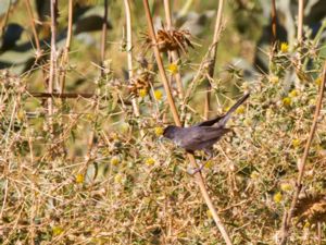 Curruca mystacea - Ménétries's Warbler - Östlig sammetshätta